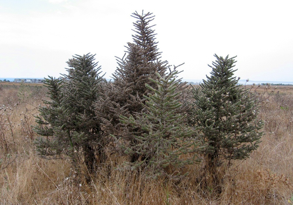 Image of Echium biebersteinii specimen.