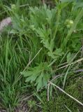 View full-size image genus Ranunculus