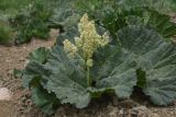 View full-size image Rheum ribes