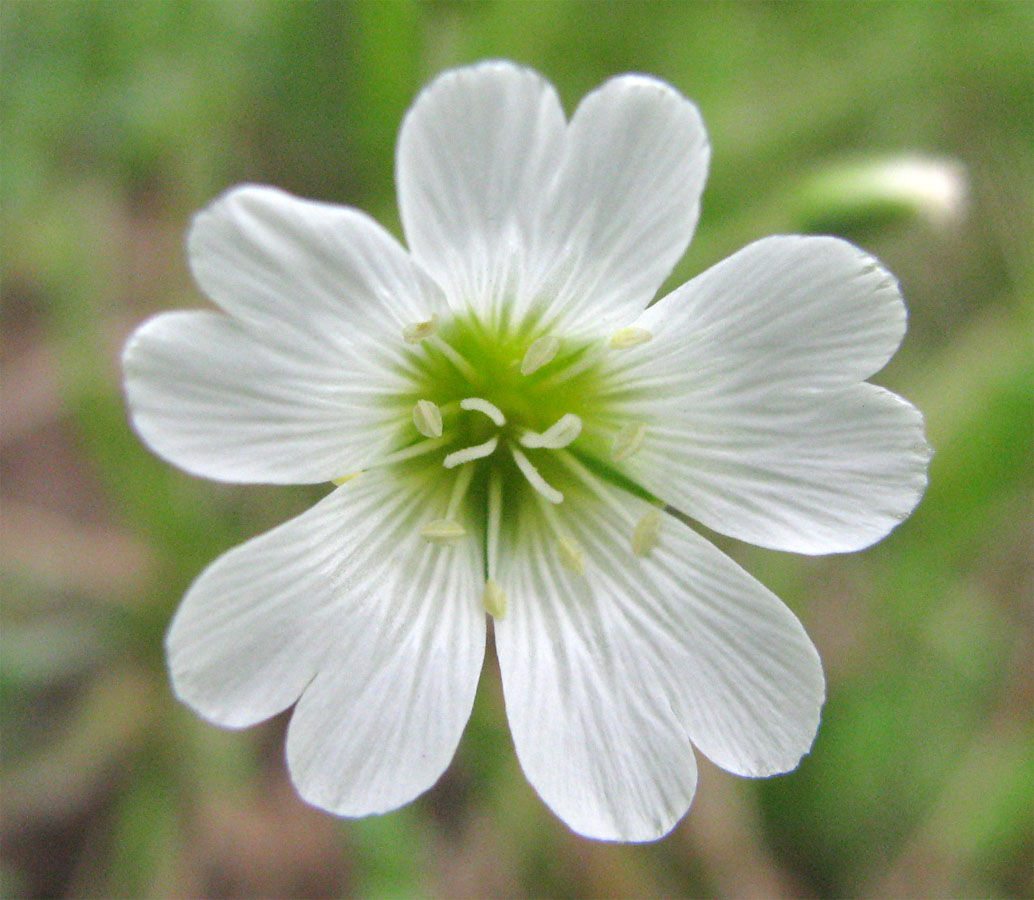 Image of Cerastium arvense specimen.