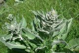 View full-size image genus Verbascum