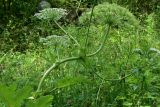 View full-size image genus Heracleum