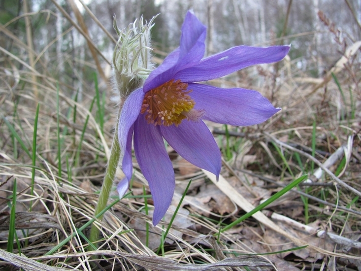 Image of Pulsatilla patens specimen.