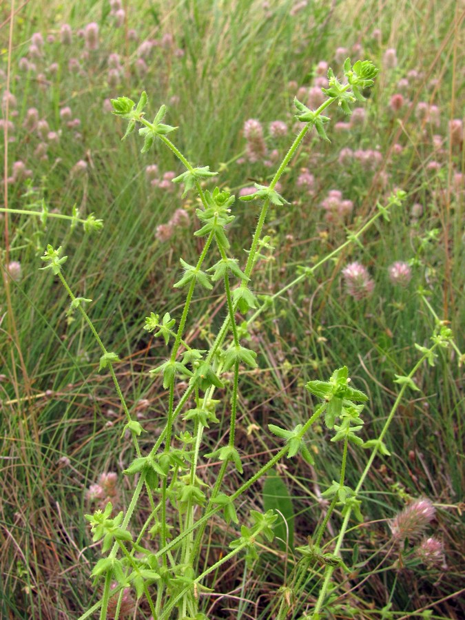 Изображение особи Cruciata pedemontana.