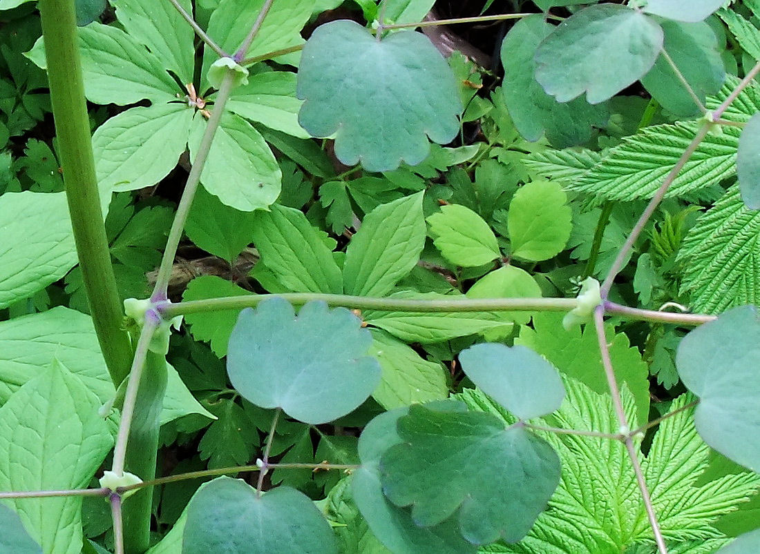 Image of Thalictrum contortum specimen.