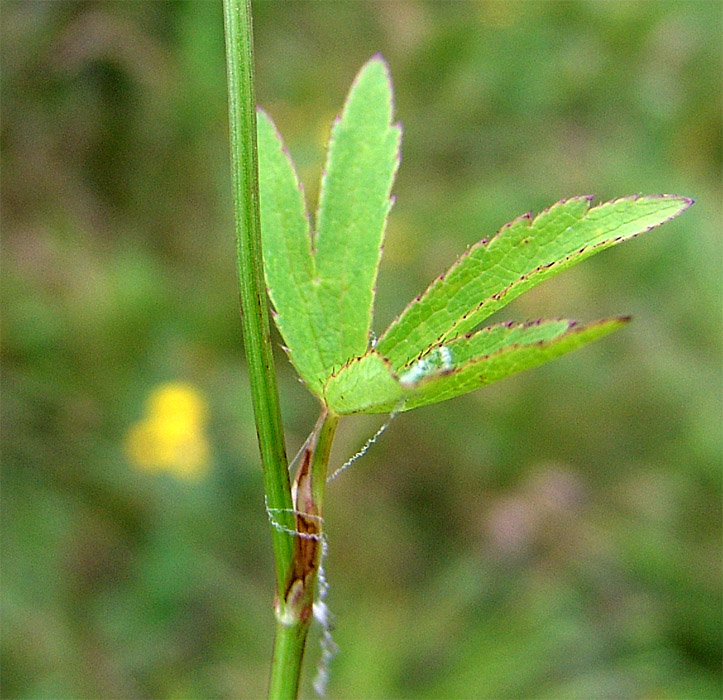 Image of Astrantia trifida specimen.