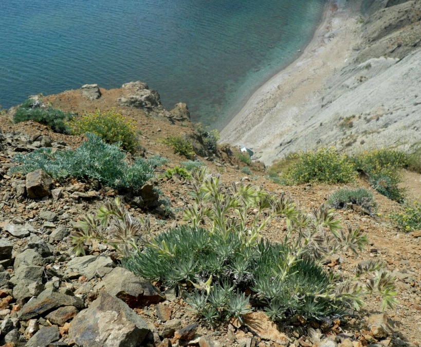 Image of Onosma polyphylla specimen.