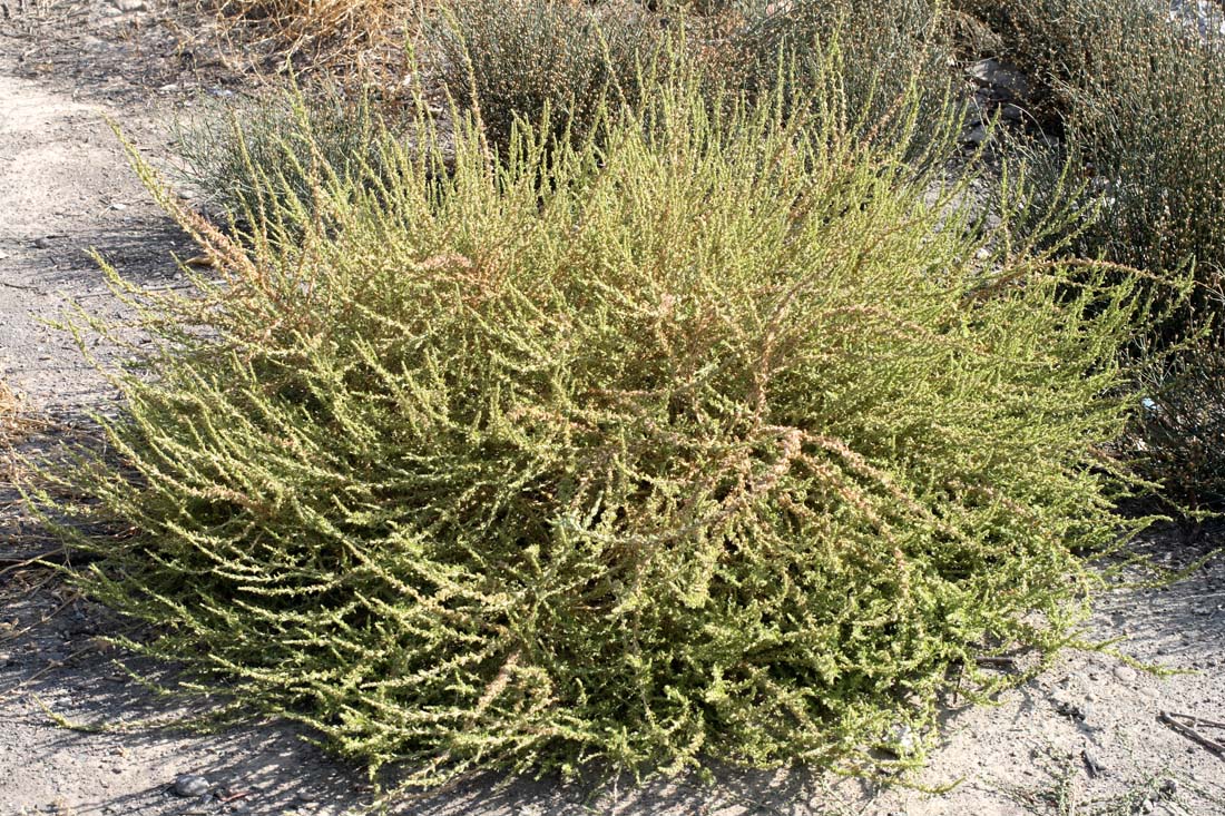 Image of Amaranthus albus specimen.