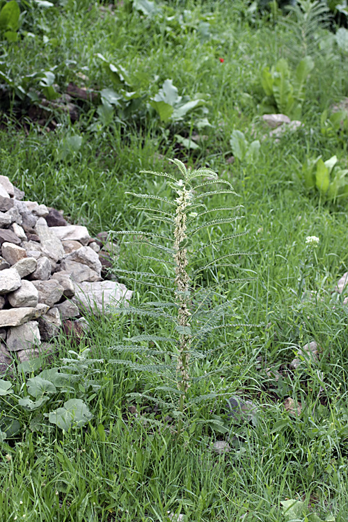 Изображение особи Astragalus retamocarpus.