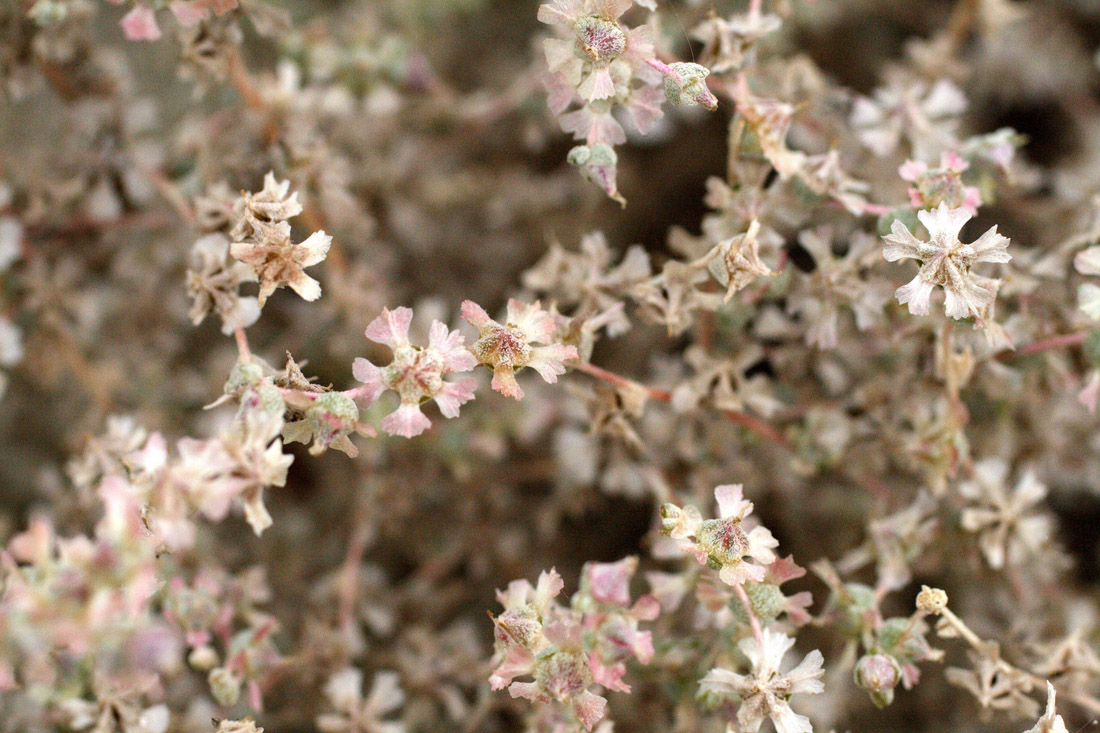 Image of Salsola sclerantha specimen.