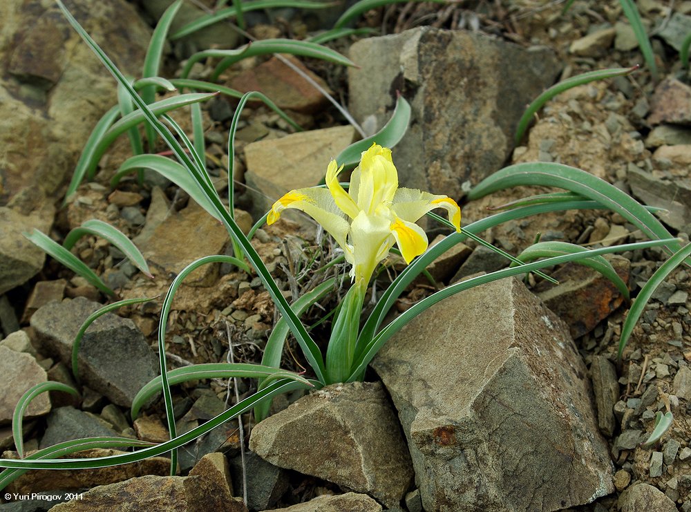 Изображение особи Juno orchioides.