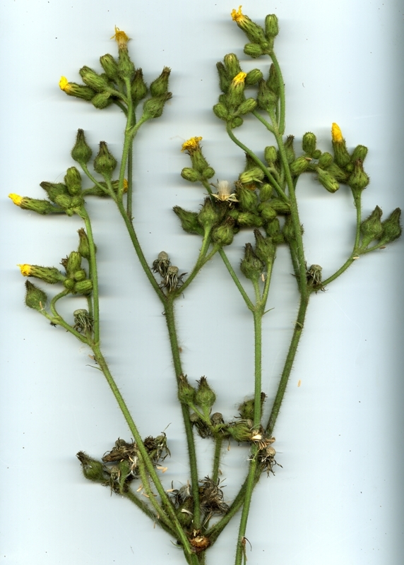 Изображение особи Sonchus palustris.