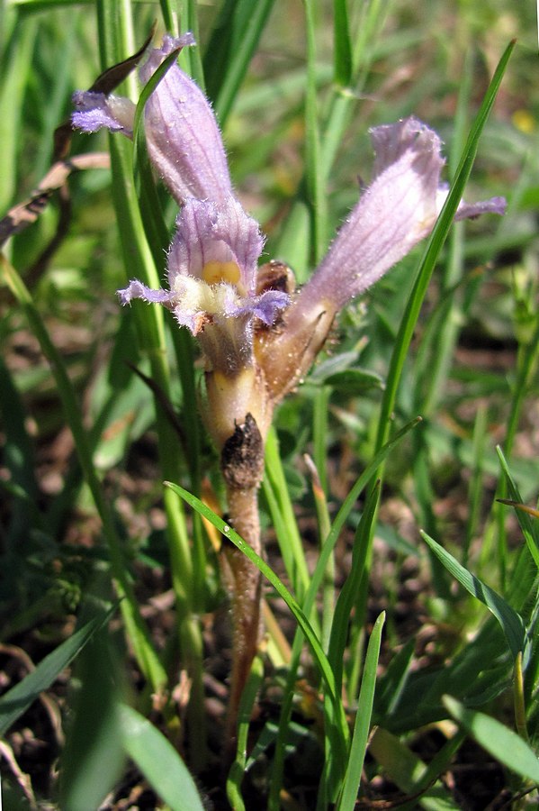 Image of Phelipanche pulchella specimen.