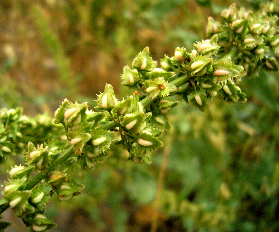 Изображение особи Rumex chalepensis.