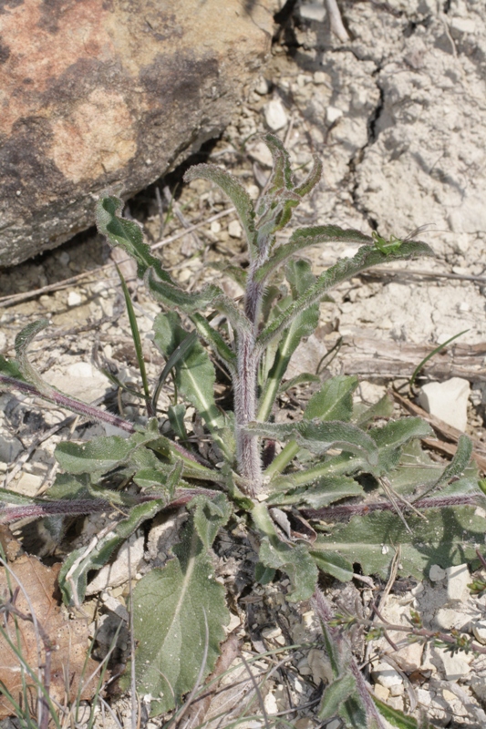 Image of Campanula komarovii specimen.