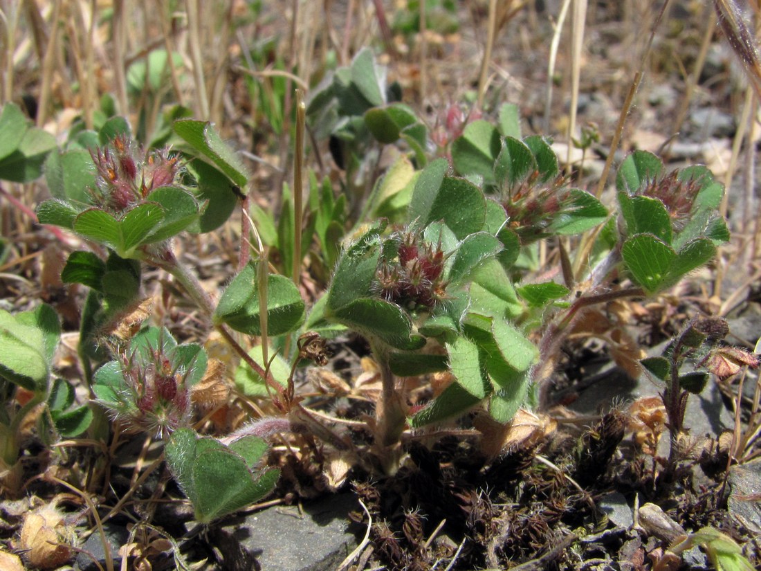 Image of Trifolium striatum specimen.