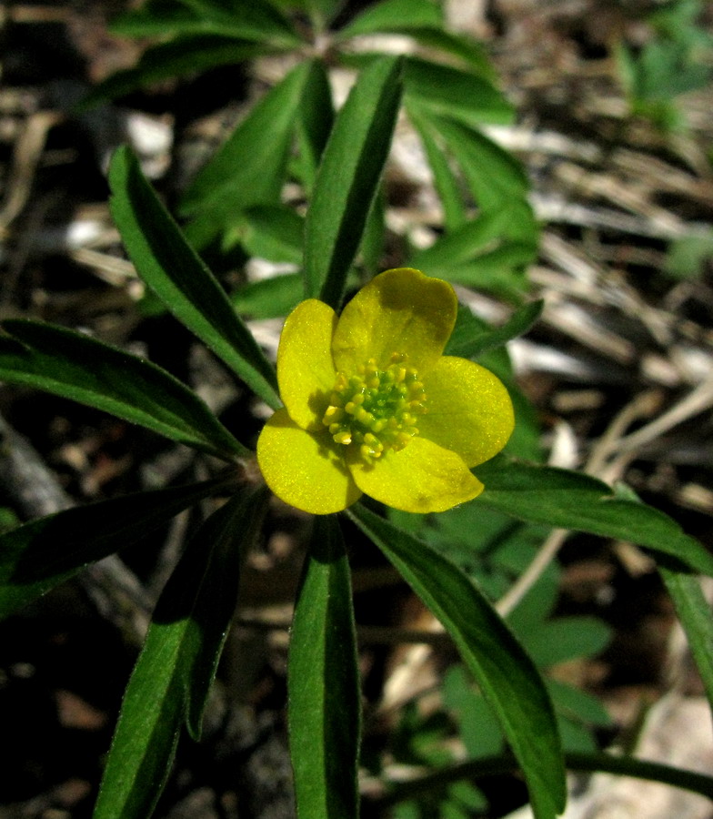 Image of Anemone jenisseensis specimen.