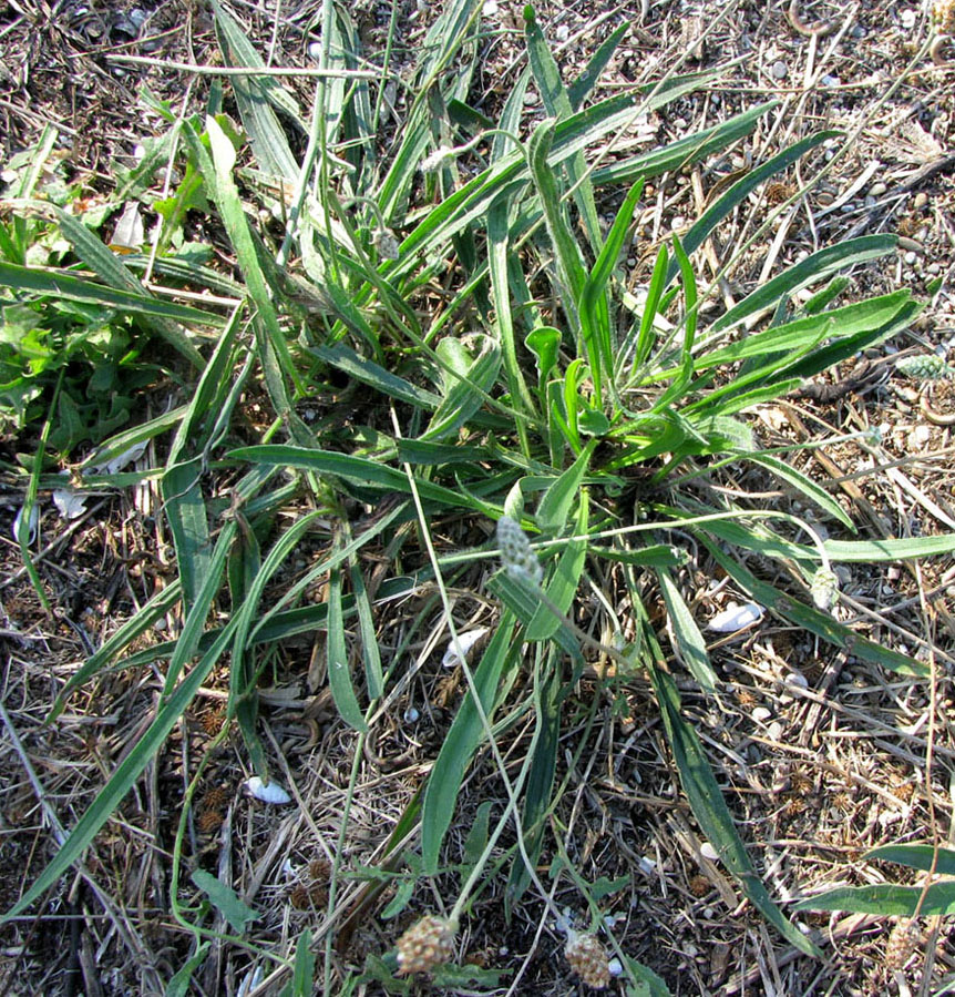 Image of Plantago dubia specimen.