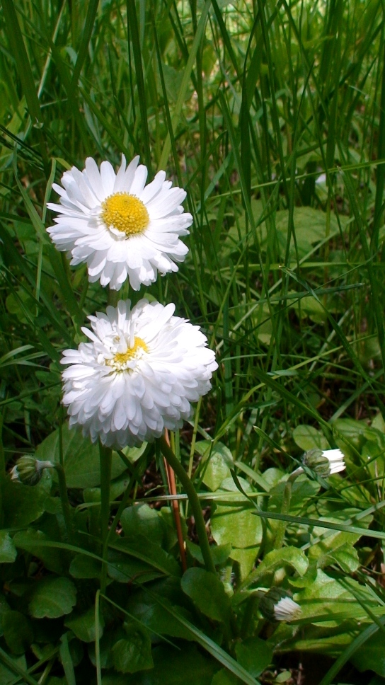 Image of Bellis perennis specimen.