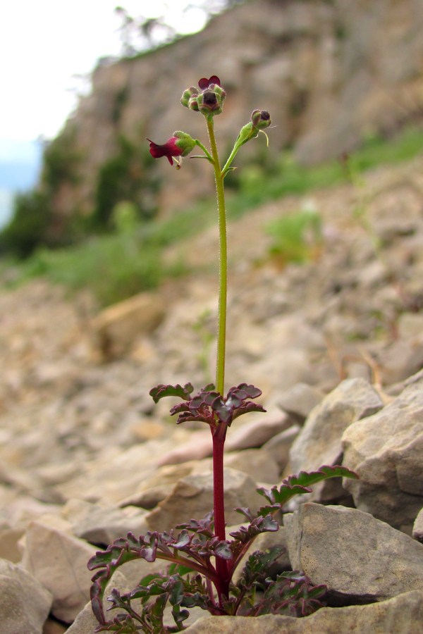 Image of Scrophularia exilis specimen.