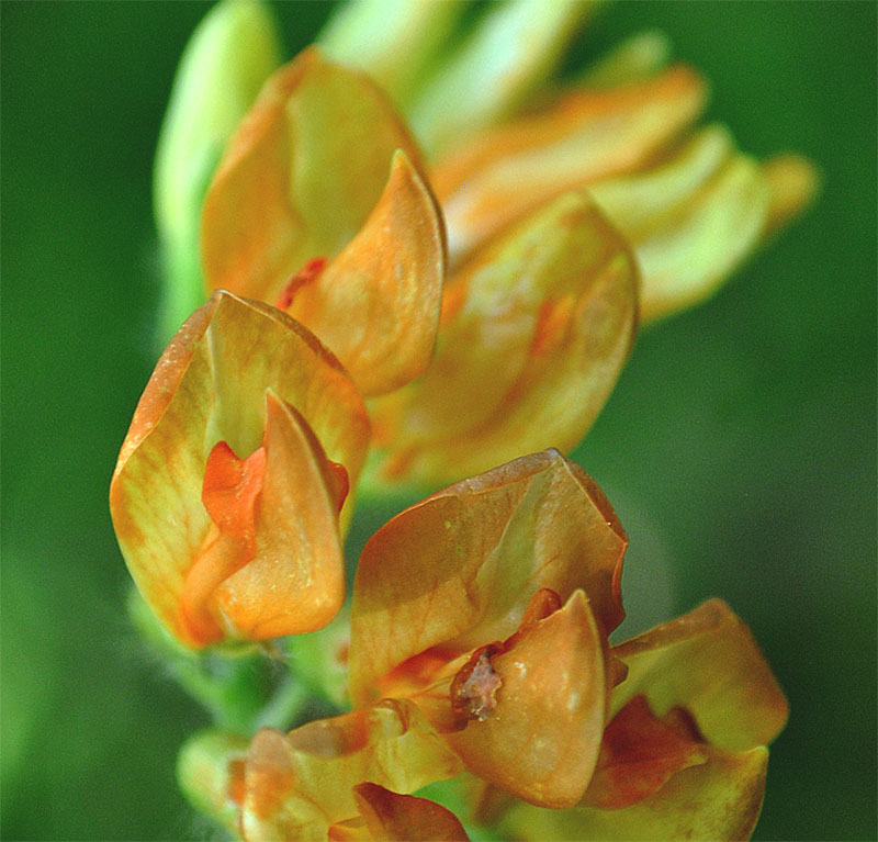 Изображение особи Vicia crocea.