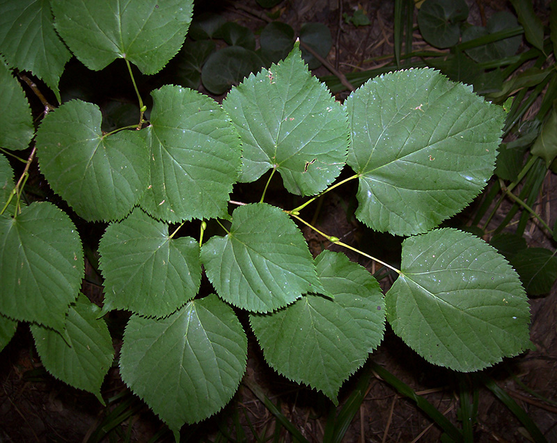 Image of Tilia cordata specimen.