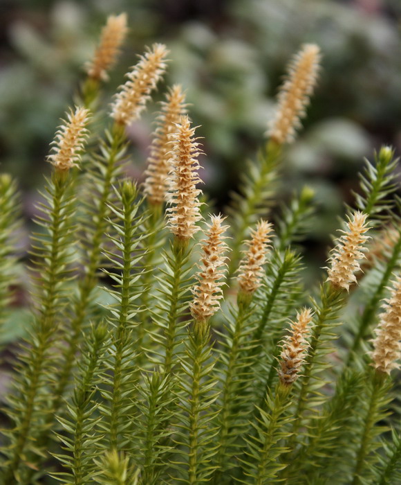 Image of Lycopodium annotinum specimen.