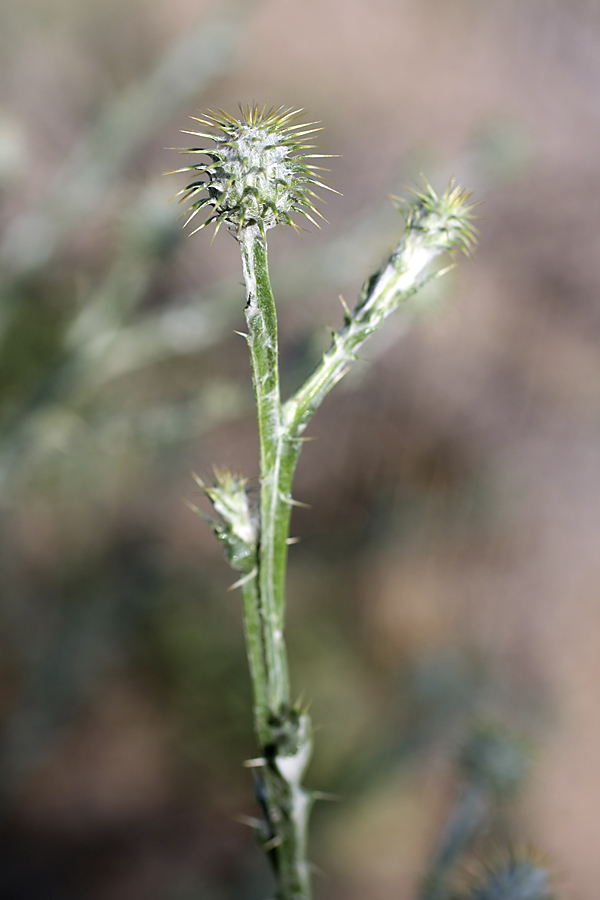 Image of Cousinia perovskiensis specimen.