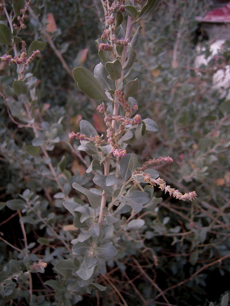 Image of Atriplex halimus specimen.