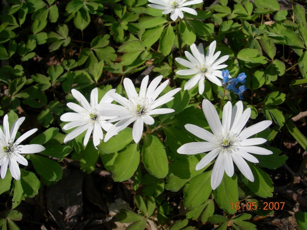 Image of Anemone raddeana specimen.