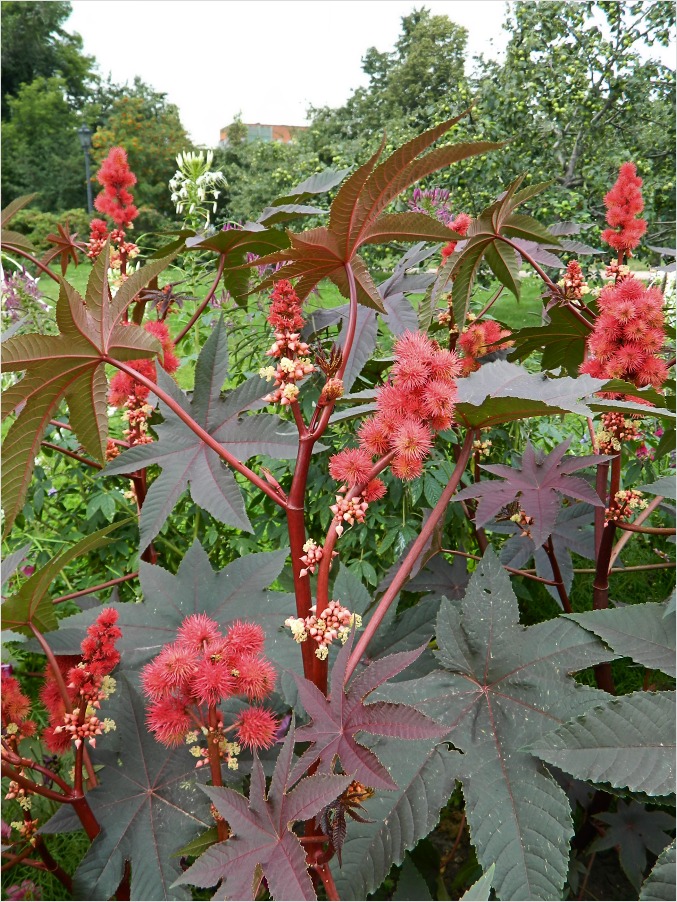 Изображение особи Ricinus communis.