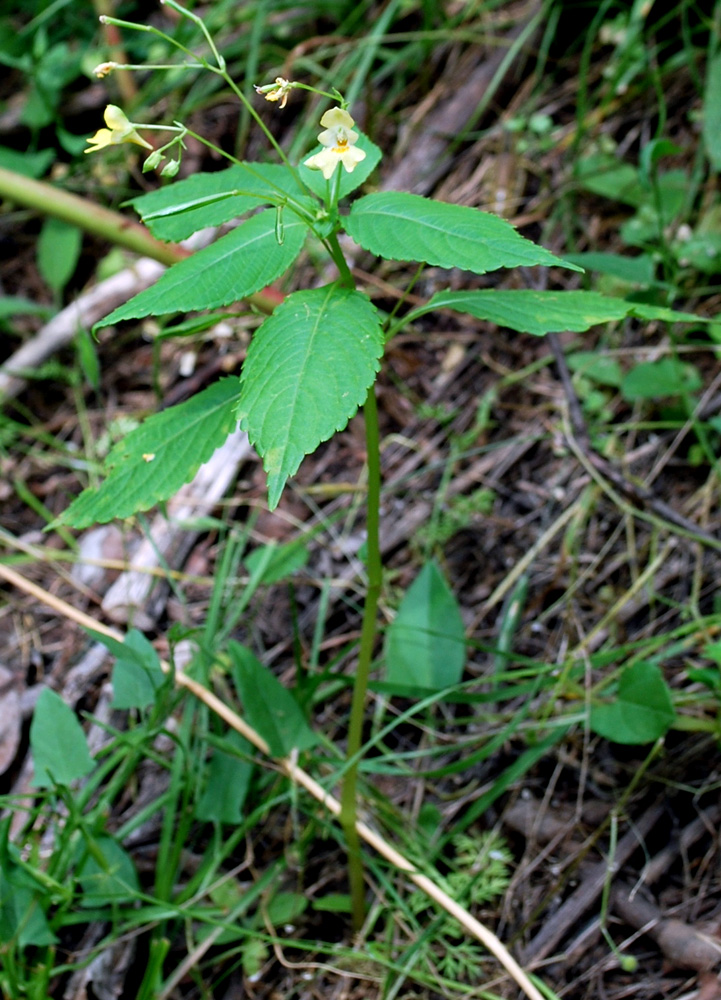 Изображение особи Impatiens parviflora.