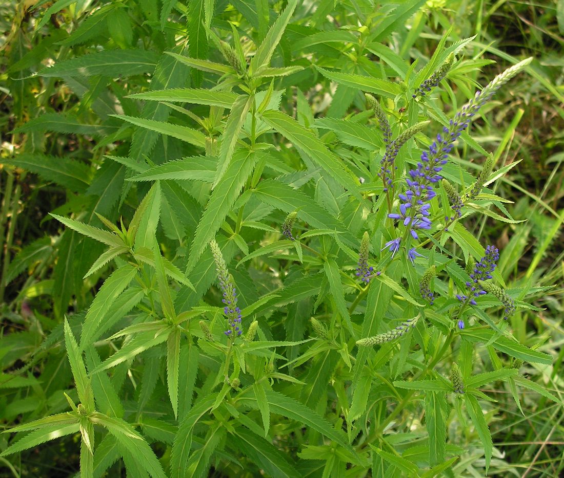 Изображение особи Veronica longifolia.