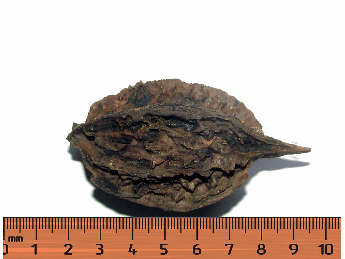 Image of genus Juglans specimen.