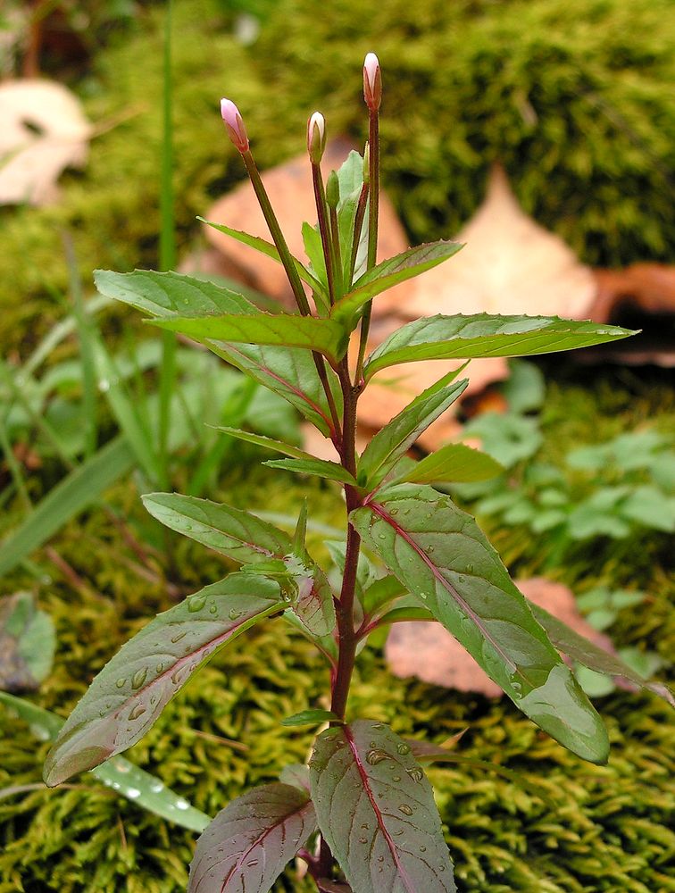 Изображение особи Epilobium maximowiczii.