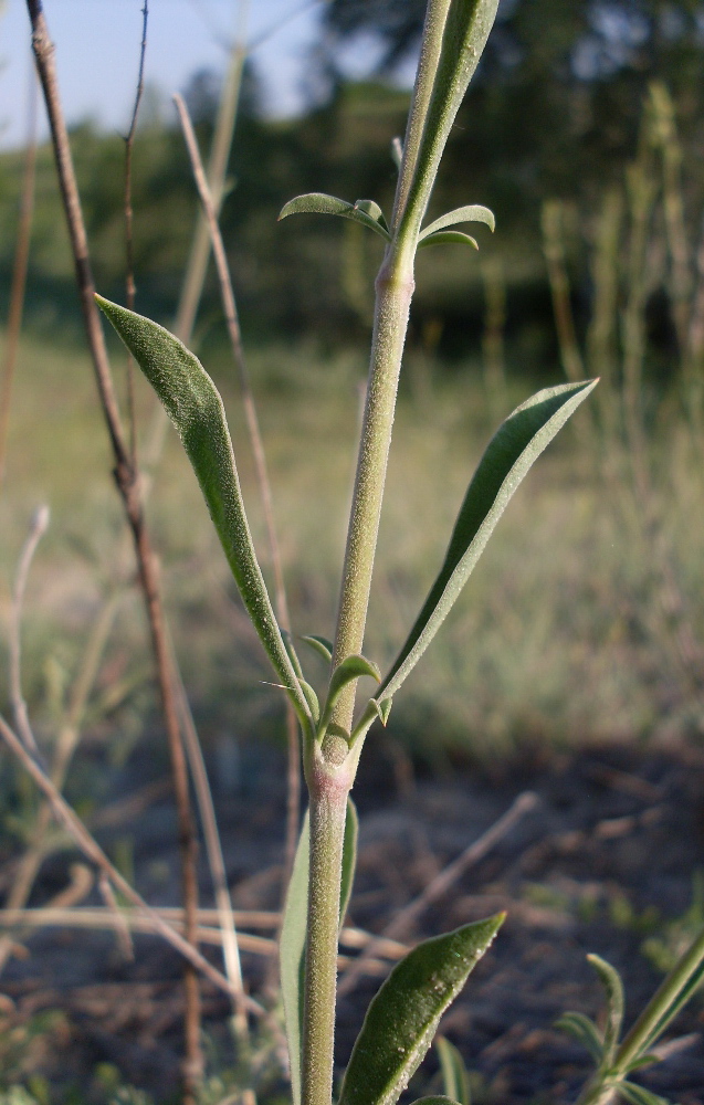 Image of Silene borysthenica specimen.