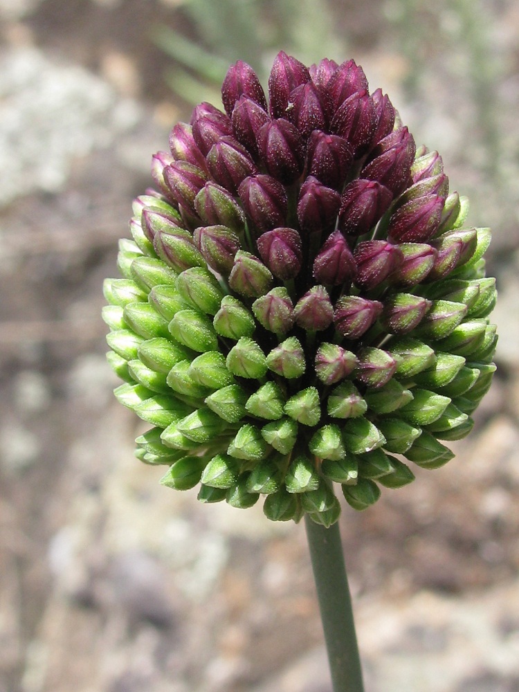 Image of Allium sphaerocephalon specimen.