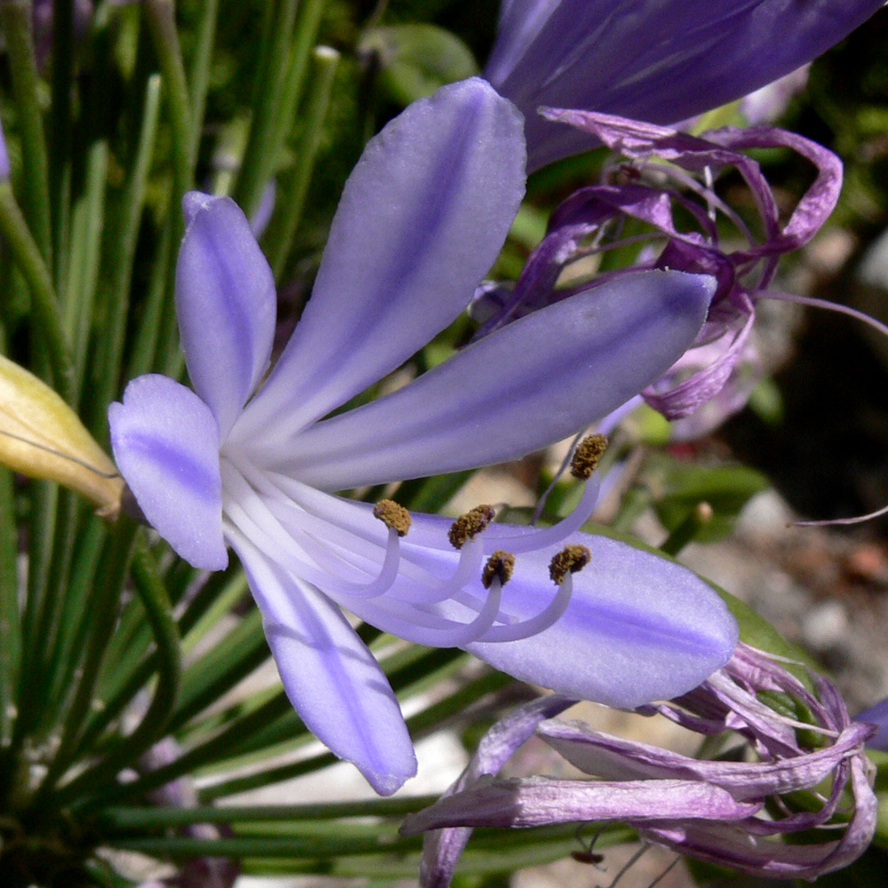 Image of Agapanthus africanus specimen.