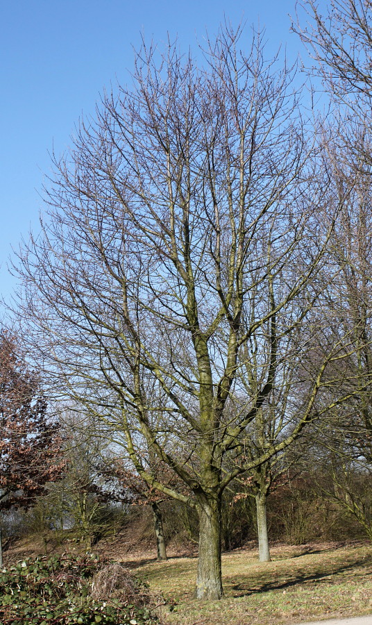 Image of Cerasus avium specimen.