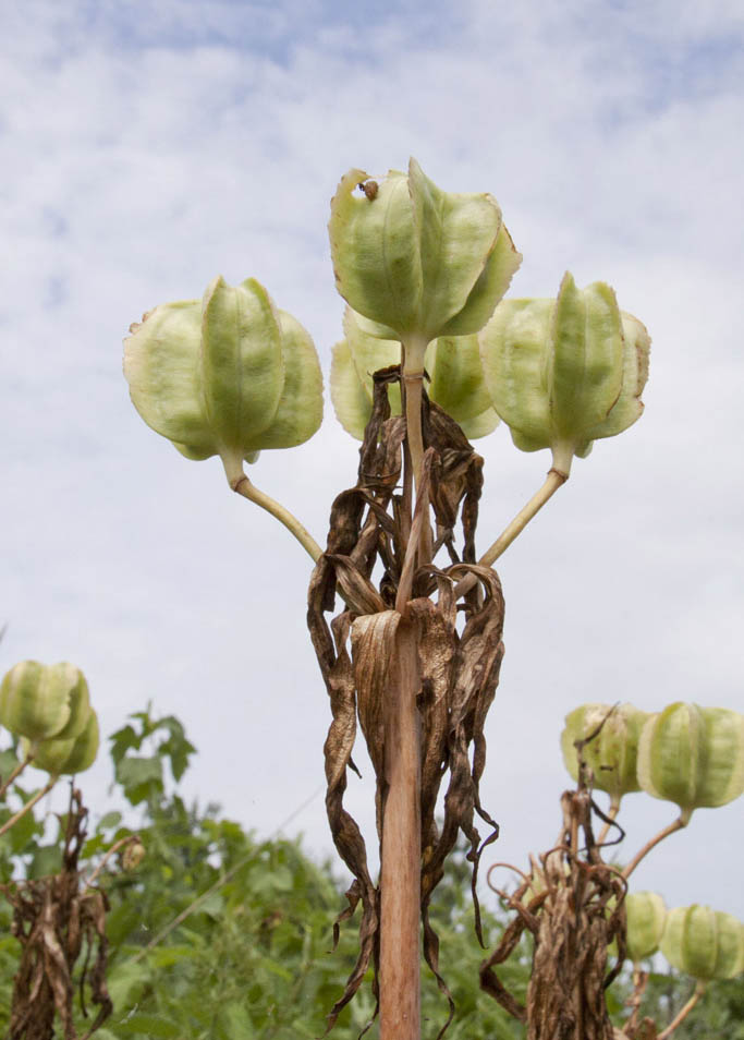 Image of Fritillaria imperialis specimen.