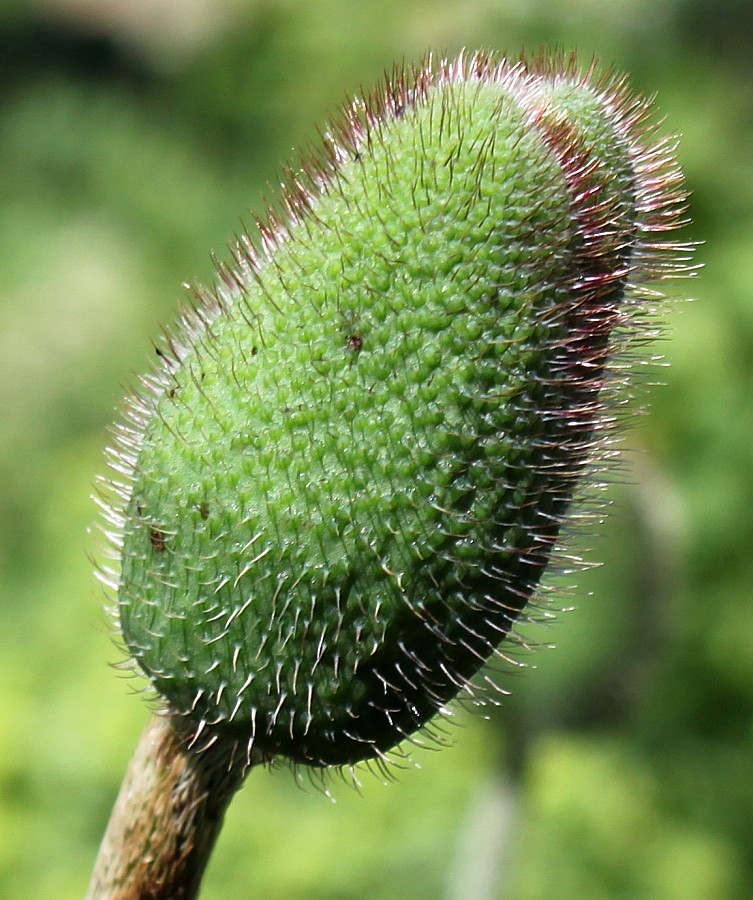 Image of Papaver orientale specimen.