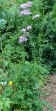 Thalictrum aquilegiifolium. Цветущее растение. Германия, г. Krefeld, Ботанический сад. 08.06.2013.