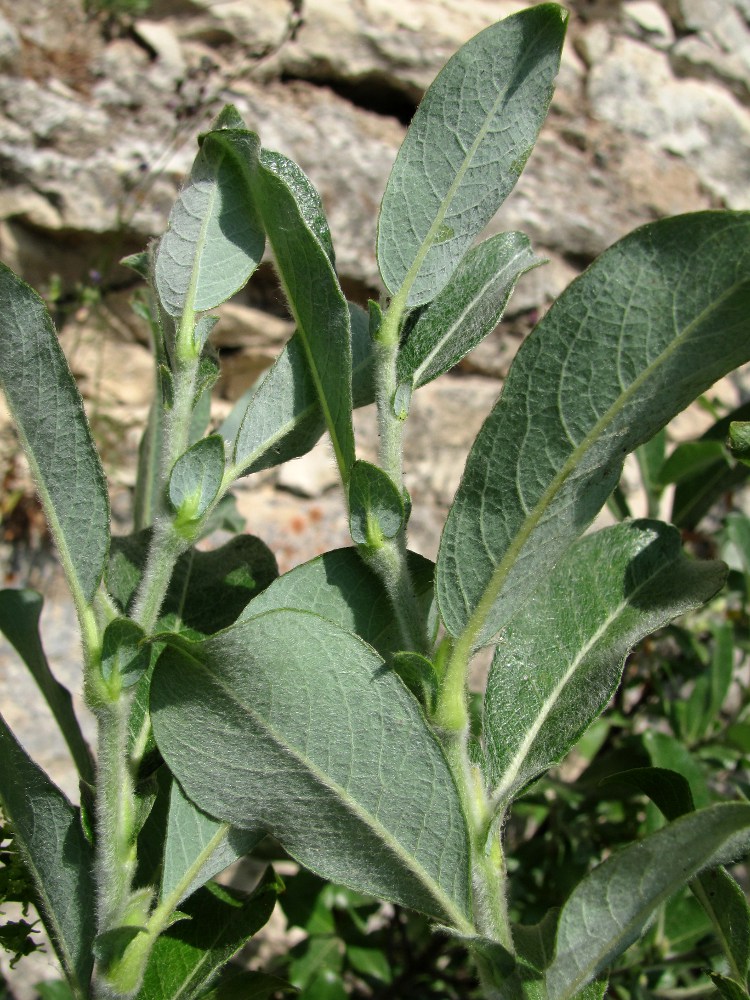 Image of Salix recurvigemmata specimen.