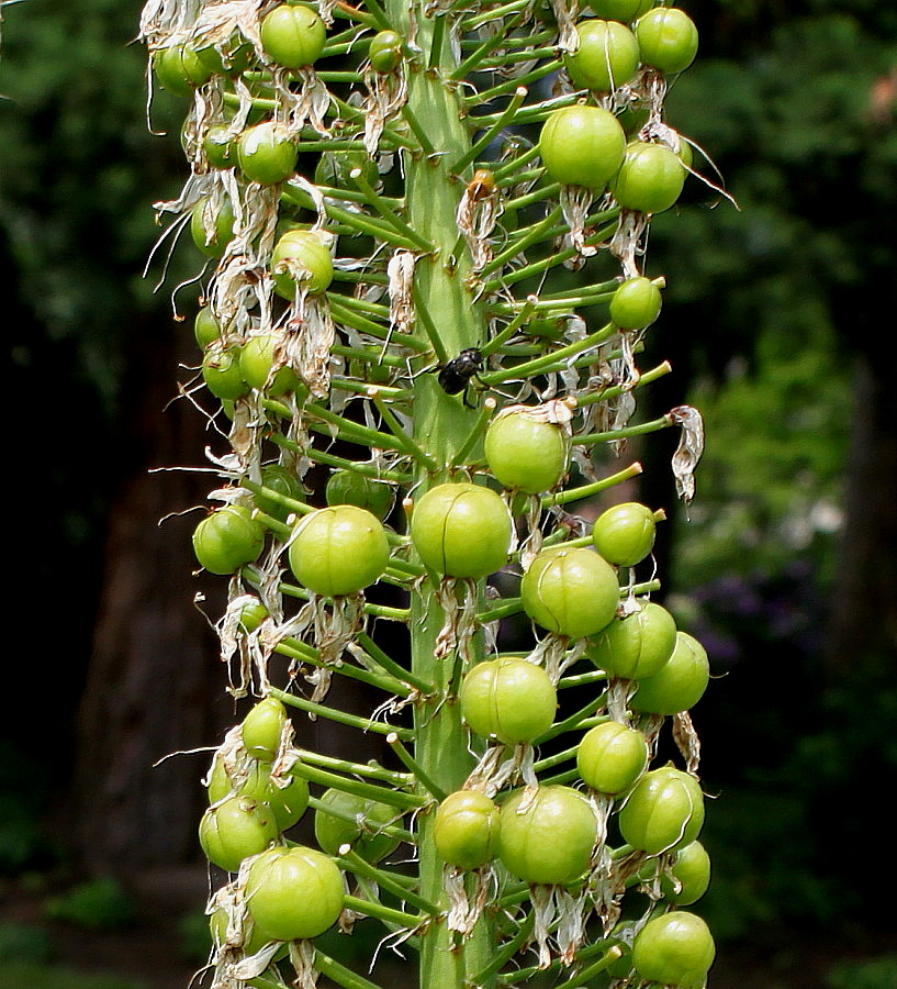 Image of Eremurus himalaicus specimen.