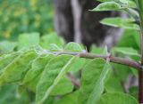 Robinia neomexicana