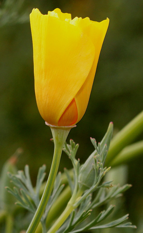 Image of Eschscholzia californica specimen.