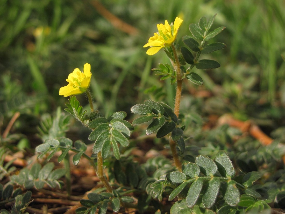 Image of Tribulus terrestris specimen.