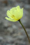 Papaver lapponicum. Цветок. Кольский п-ов, Хибины, подножие у южного склона массива Кукисвумчорр. 18.06.2013.