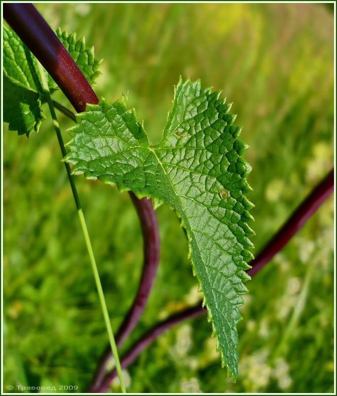 Image of Phlomoides tuberosa specimen.