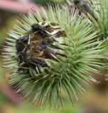 Arctium lappa